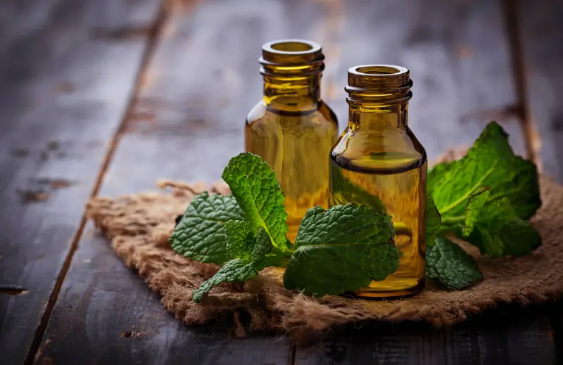 Mentha Arvensis OilExporters in India